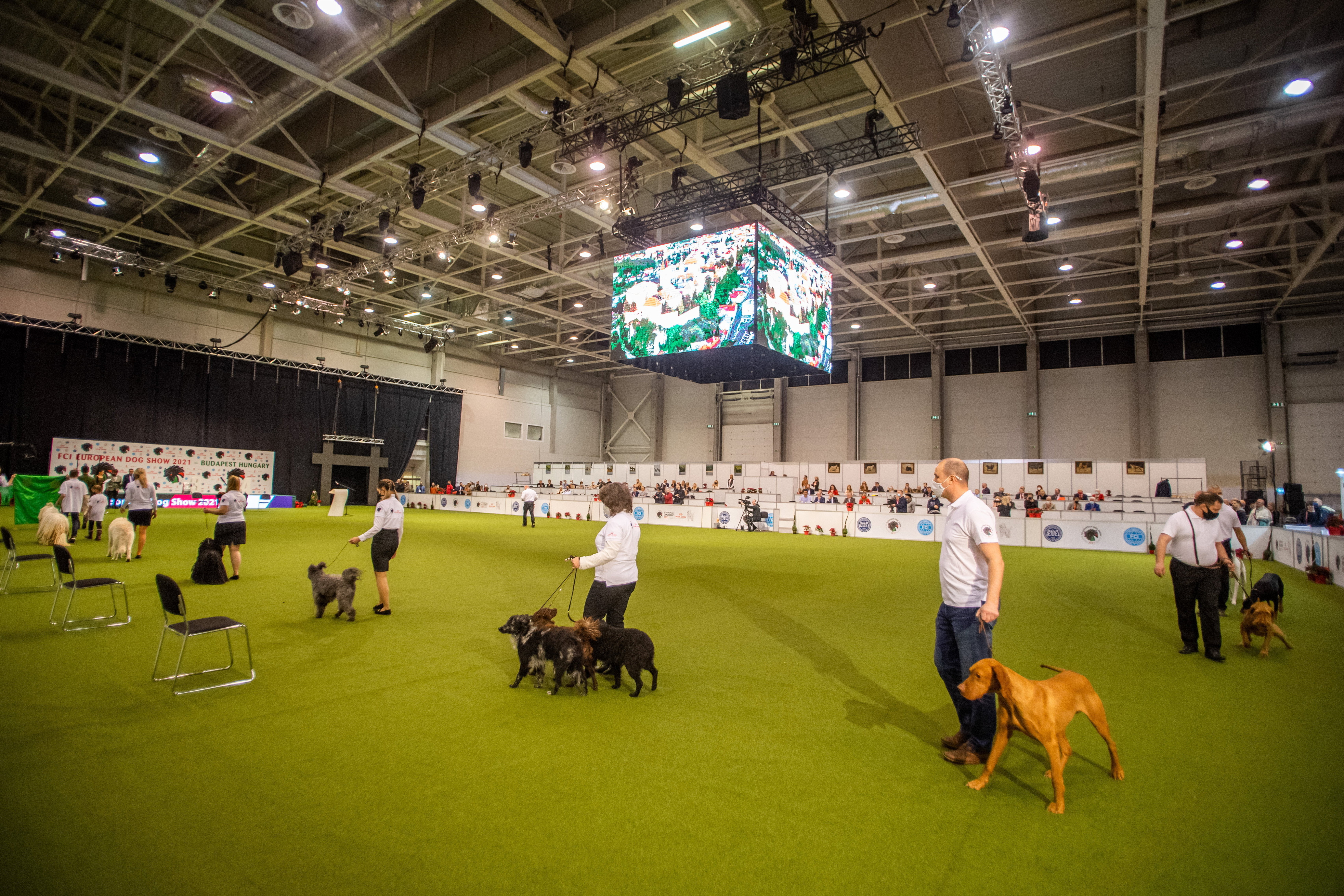 Kutyakiállítás a Hungexpón